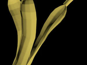 pisang 01 Model 3D