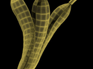 bananas 01 3D Model