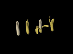 bananas 01 3D Model
