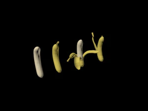 pisang 01 Model 3D