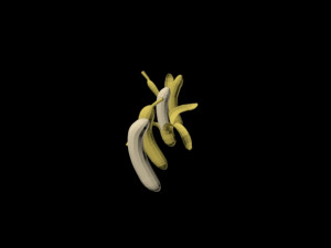 bananas 01 3D Model
