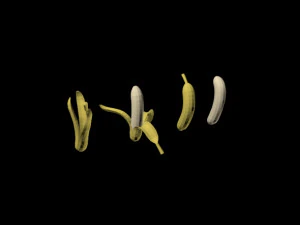 pisang 01 Model 3D