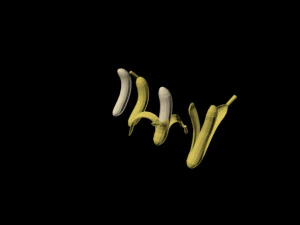 pisang 01 Model 3D