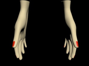 female hands 01 3D मॉडल