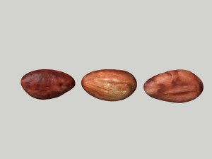 cacao bean Modèle 3D
