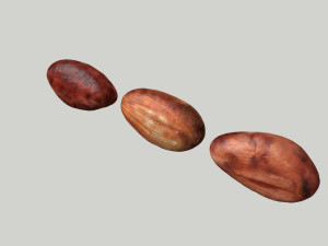 cacao bean 3D Модель