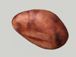 cacao bean 3D Модель