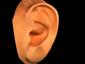 pretty female head 3D Model