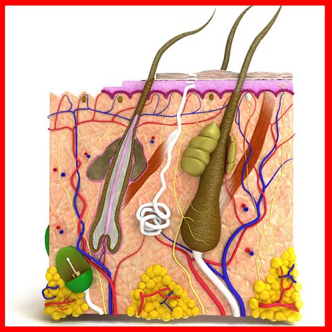 skin hair anatomy high detail 3D Model .c4d .max .obj .3ds .fbx .stl .blend