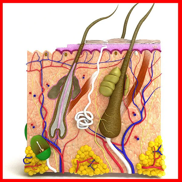 skin  hair anatomy high detail 3D Model .c4d .max .obj .3ds .fbx .stl .blend 