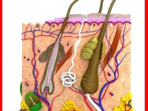 skin  hair anatomy high detail Modèle 3D