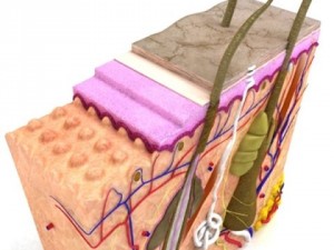 skin  hair anatomy high detail 3D Model