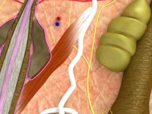 skin  hair anatomy high detail 3D Model