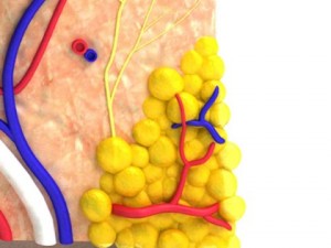 skin  hair anatomy high detail 3D Model