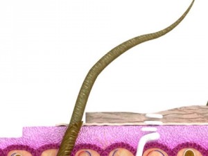skin  hair anatomy high detail 3D Model