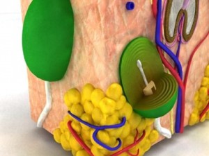 skin  hair anatomy high detail 3D Model