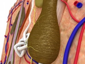 skin  hair anatomy high detail 3D Model