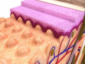 skin  hair anatomy high detail 3D Model