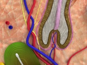skin  hair anatomy high detail 3D Model