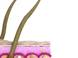 skin  hair anatomy high detail 3D Model