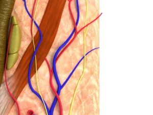 skin  hair anatomy high detail 3D Model