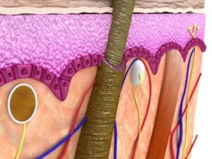 skin  hair anatomy high detail 3D Model