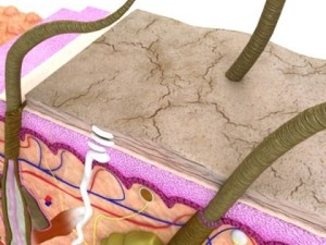 skin  hair anatomy high detail 3D Model