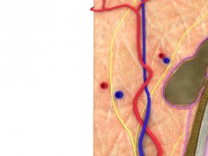 skin  hair anatomy high detail 3D Model