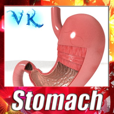 realistic stomach with cutaway 3Dモデル .c4d .max .obj .3ds .fbx .stl .blend 