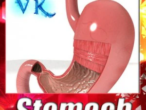 estômago realista com corte Modelo 3D