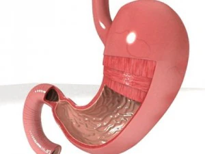 realistic stomach with cutaway 3D Model