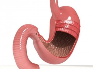 realistic stomach with cutaway 3Dモデル
