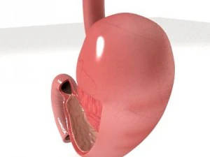 realistic stomach with cutaway 3D Model