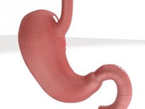 realistic stomach with cutaway 3Dモデル