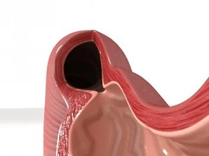 realistic stomach with cutaway 3D Model