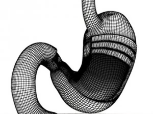 realistic stomach with cutaway 3D Model