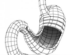 realistic stomach with cutaway 3Dモデル