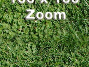 grass high res seamless tileable Modelo 3D