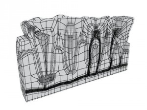 teeth pathologies high detail 3D Модель