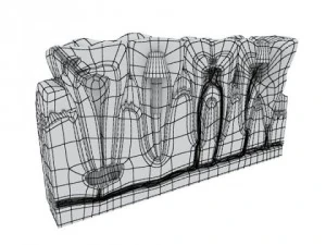 teeth pathologies high detail 3D Model