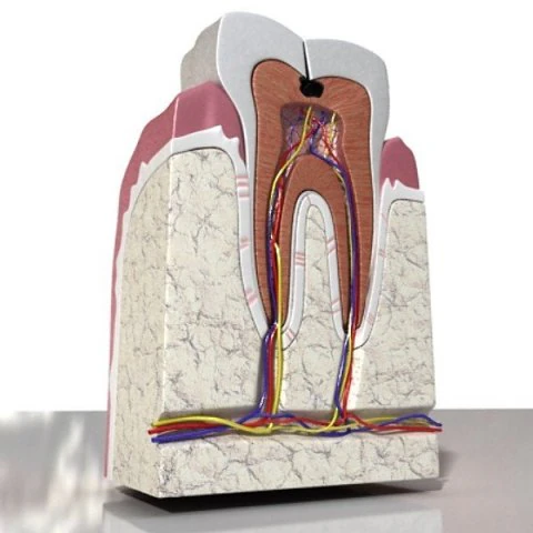 cracked tooth high detail 3D Model .c4d .max .obj .3ds .fbx .stl .blend