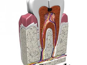 cracked tooth high detail 3D Model