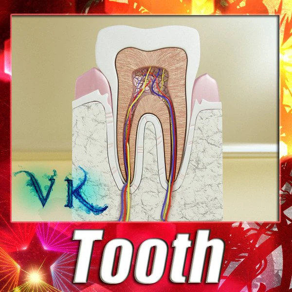 tooth high detail 3D Model .c4d .max .obj .3ds .fbx .stl .blend 
