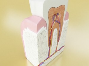 tooth high detail 3Dモデル