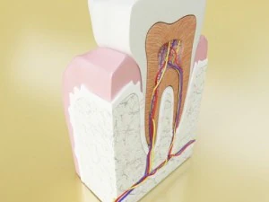 tooth high detail 3D Model