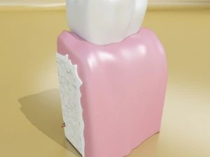 tooth high detail 3D Model