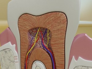 tooth high detail 3Dモデル