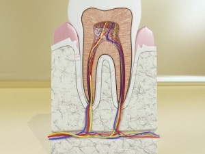tooth high detail 3Dモデル