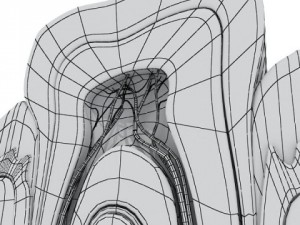 tooth high detail 3Dモデル