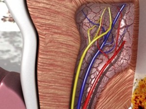 tooth dental plaque high detail 3D 모델